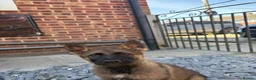 German Shepherd dogs for sale: Ready to leave KC German shepherd - Advert 6
