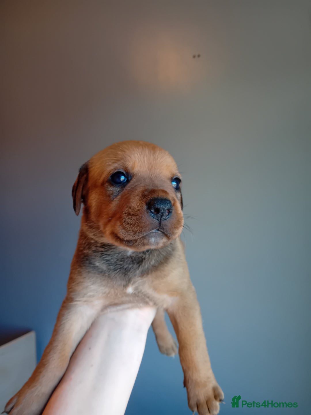 Mixed Breed dogs for sale: Gorgeous rottweiler cross puppies  - Image 28