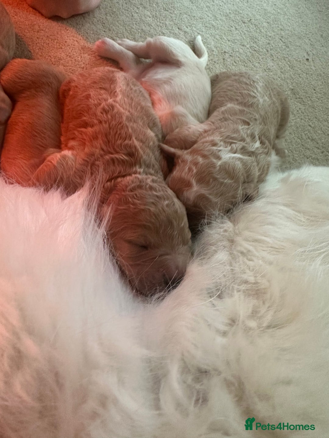 Mixed Breed dogs for sale: Australian double doodles  - Advert 18