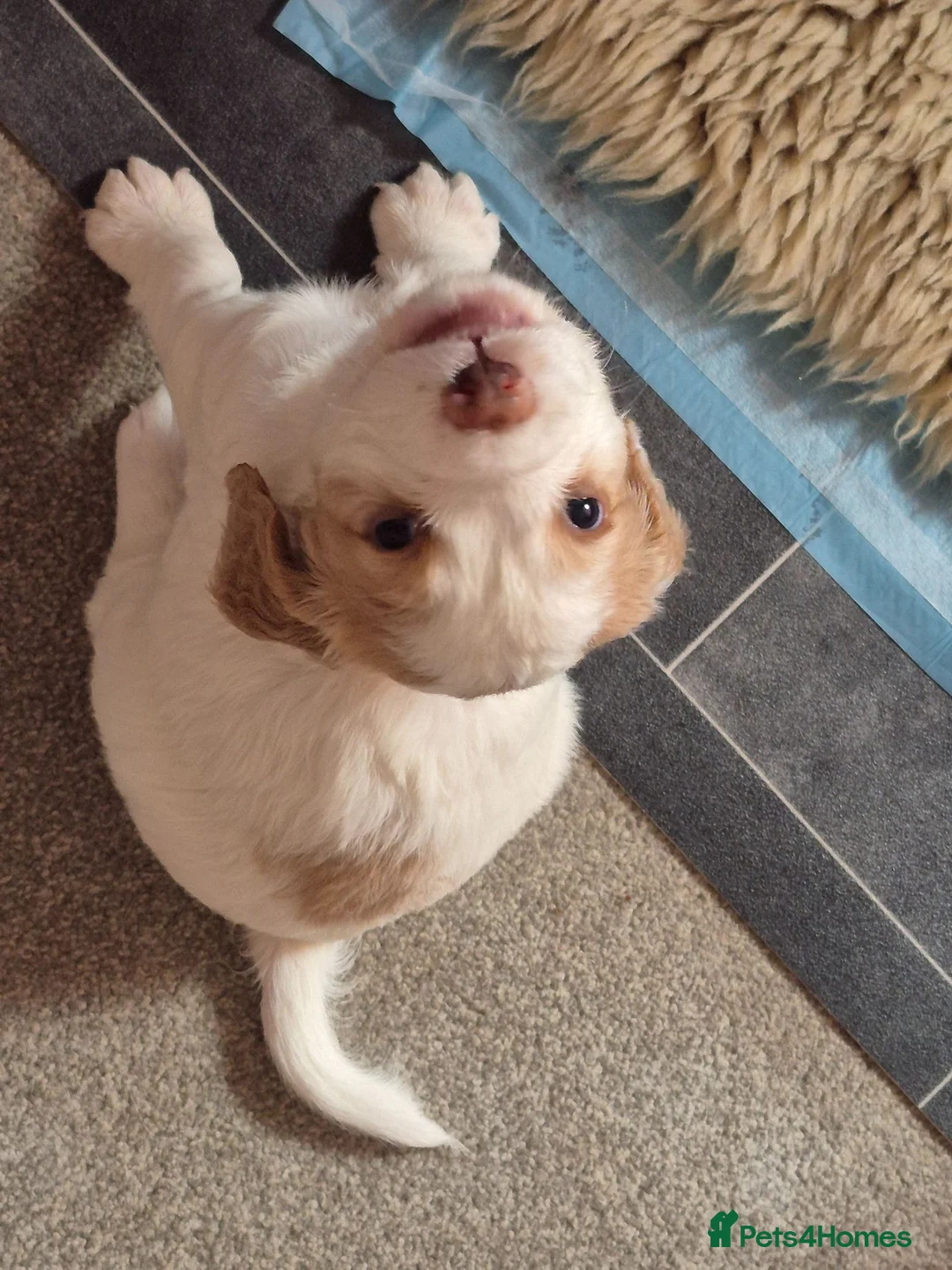 Cocker Spaniel dogs for sale: 5 beautiful cocker puppies - Advert 2