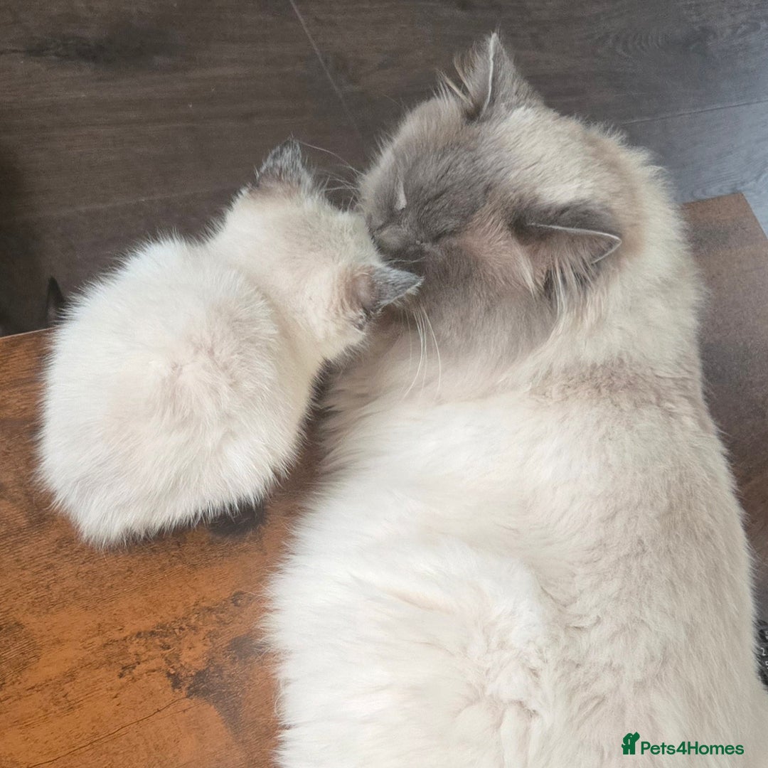 Ragdoll cats for sale: ☯️ Beautiful Yin/Yang pair of ragdoll crosses ☯️ - Advert 2