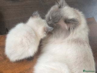 Ragdoll cats ☯️ Beautiful Yin/Yang pair of ragdoll crosses ☯️ - Advert 2
