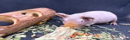 Guinea Pig rodents for sale: Boy & Girl Skinny Pig - Ready Now in Caterham - Advert 5