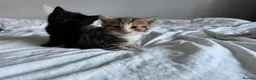 Mixed Breed cats for sale: 4 beautiful Kittens ready too go in 2 weeks  - Advert 7