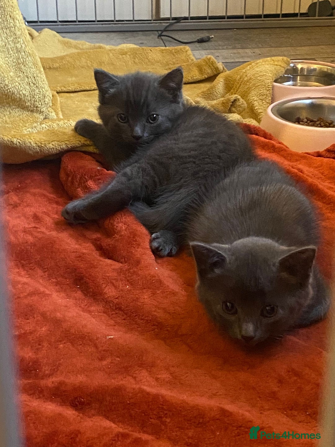 Mixed Breed cats for sale: Wee grey kittens - Advert 4