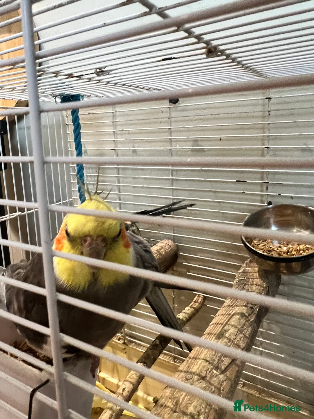Cockatiels birds for sale: 3 cockatiels 2 girls 1 boy £100 all 3 - Advert 2