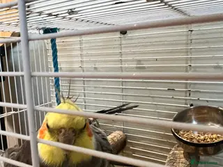 Cockatiels birds 3 cockatiels 2 girls 1 boy £100 all 3 - Advert 2