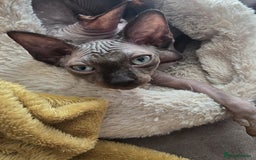 Sphynx cats for sale: ✨ Beautiful Sphynx Kitten – Female ✨ - Image 3