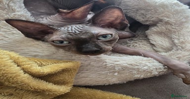 Sphynx cats - Advert 5