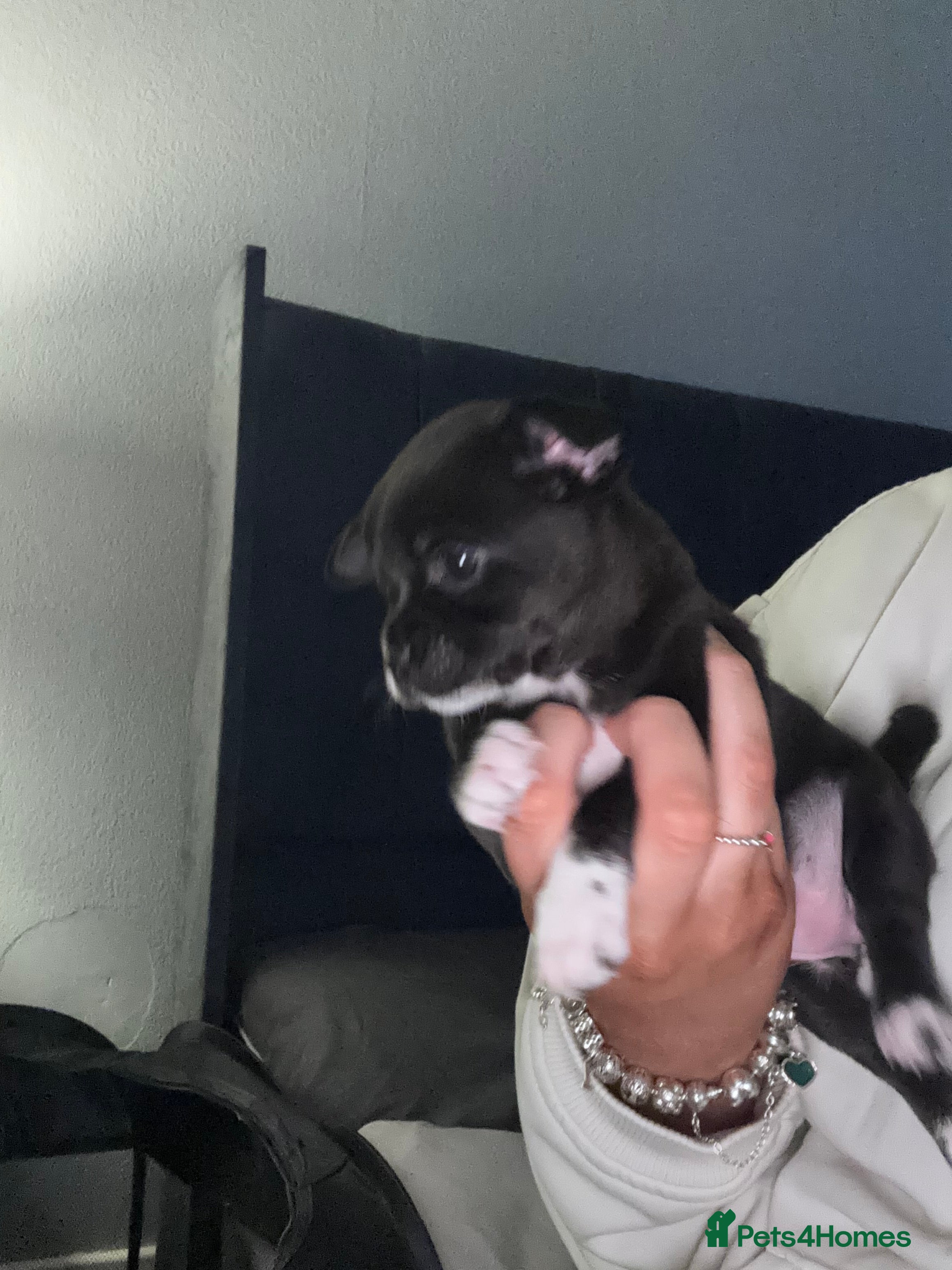 Chihuahua dogs Chihuahua puppy - Advert 4