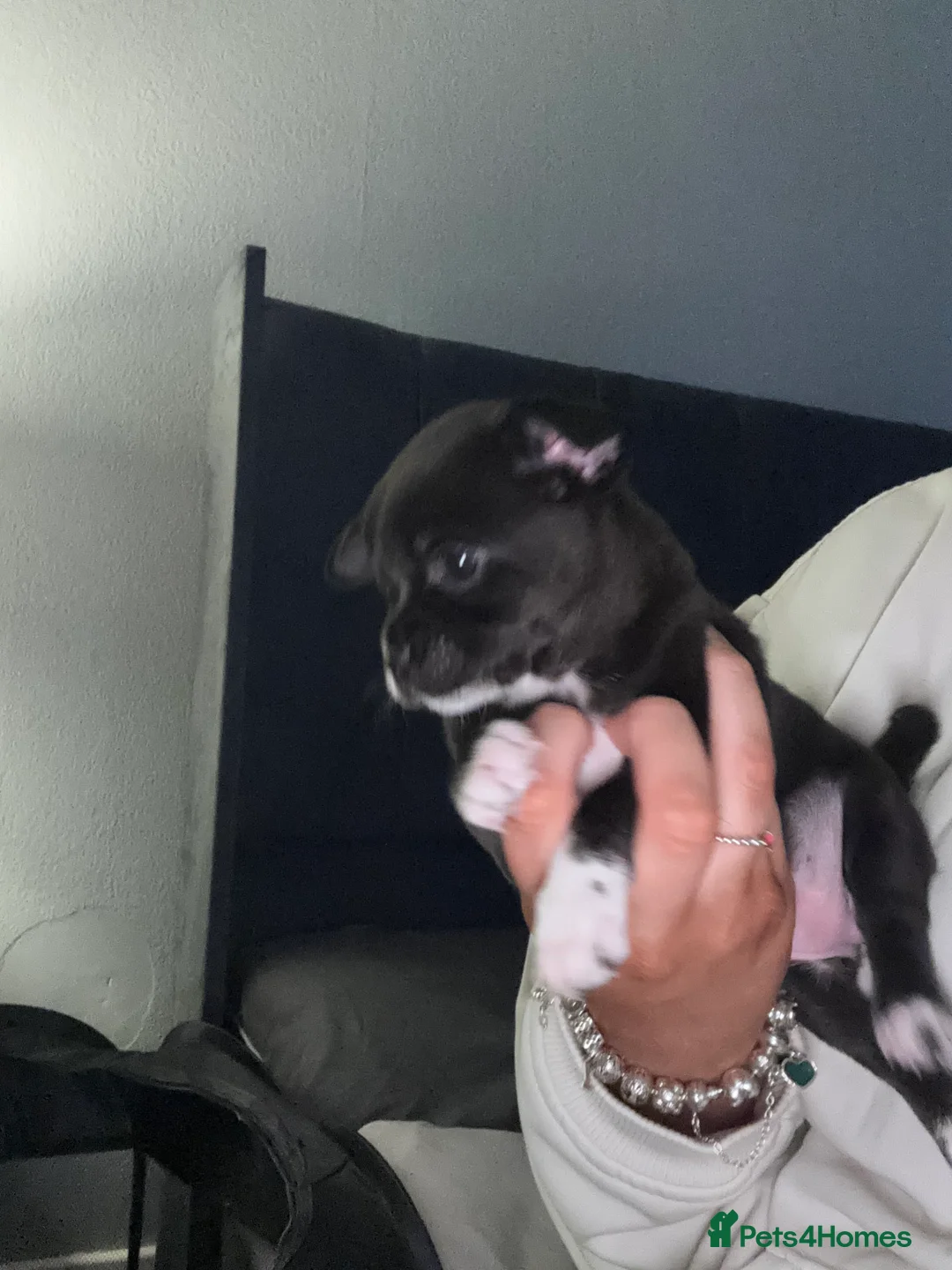 Chihuahua dogs for sale: Chihuahua puppy - Advert 1