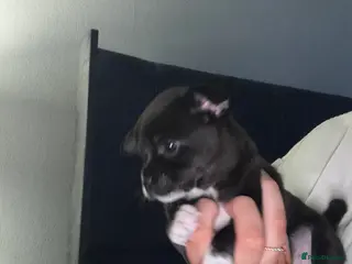 Chihuahua dogs Chihuahua puppy - Advert 4