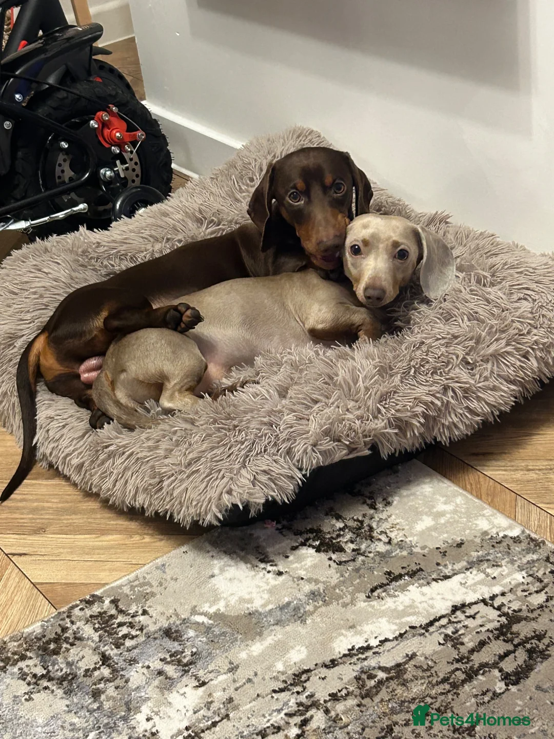 Dachshund dogs for sale: 1 girl left ready to go  in Aberdare - Advert 2