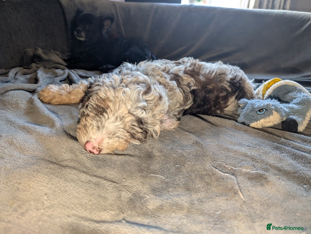 Labradoodle dogs for sale: 🐾Stunning Mini Labradoodle F1b Pups DNA Check🐾  - Image 38