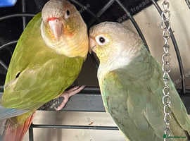 Conures birds Conures - Advert 1