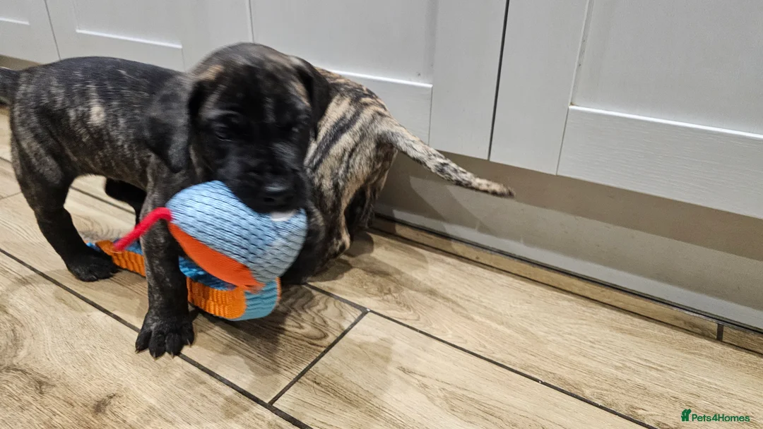 Great Dane dogs for sale: ONLY 1 LEFT Stunning Brindle Male Great Dane Pup - Advert 11