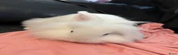 Mixed Breed rabbits for sale: Lion lop buck🩵 - Advert 4