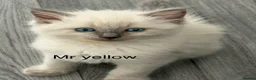 Ragdoll cats for sale: Stunning bluepoint ragdoll kittens  - Advert 35