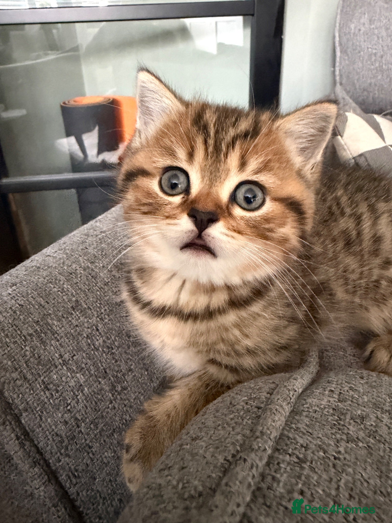 British Shorthair cats 1 LEFT British Shorthair Kittens - Gold/White - Advert 2