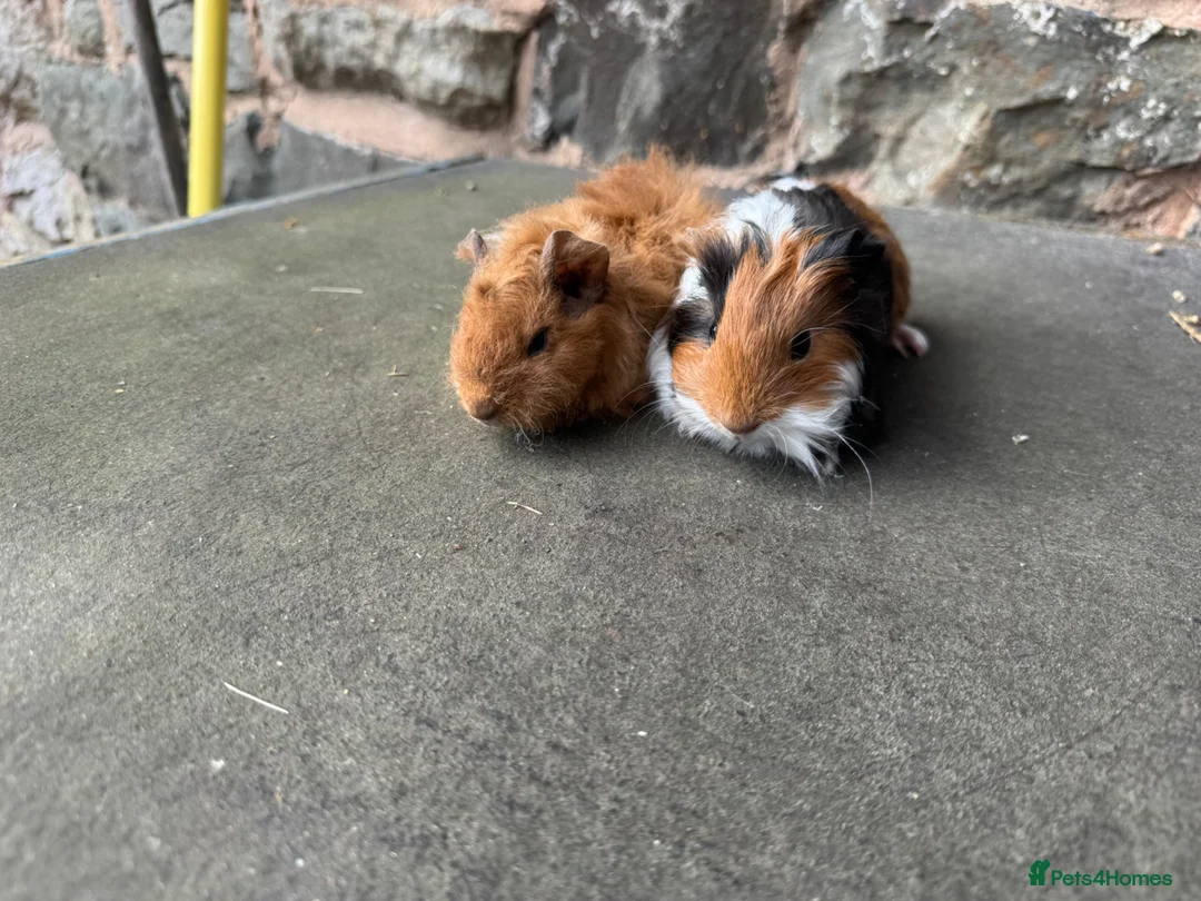 Guinea Pig rodents for sale: Stunning baby male guinea pigs for sale  - Advert 1