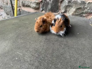 Guinea Pig rodents Stunning baby male guinea pigs for sale - Advert 2