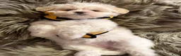 Maltipoo dogs for sale: TOP QUALITY MALTIPOO GIRLS READY NOW! - Advert 6