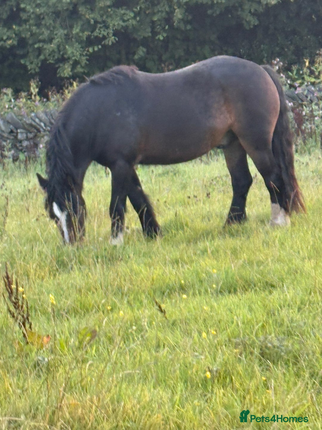 Welsh Section D horses for sale: Apollo, 3 year old gelding - Advert 14