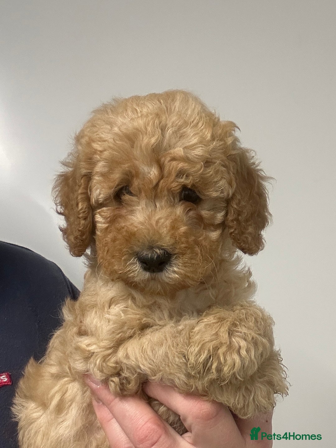 Cavapoo dogs for sale: Fully DNA Health Tested Cavapoo Puppies - Image 10