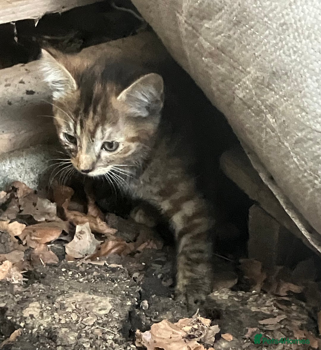 Domestic Shorthair cats for sale: Kittens  - Image 5