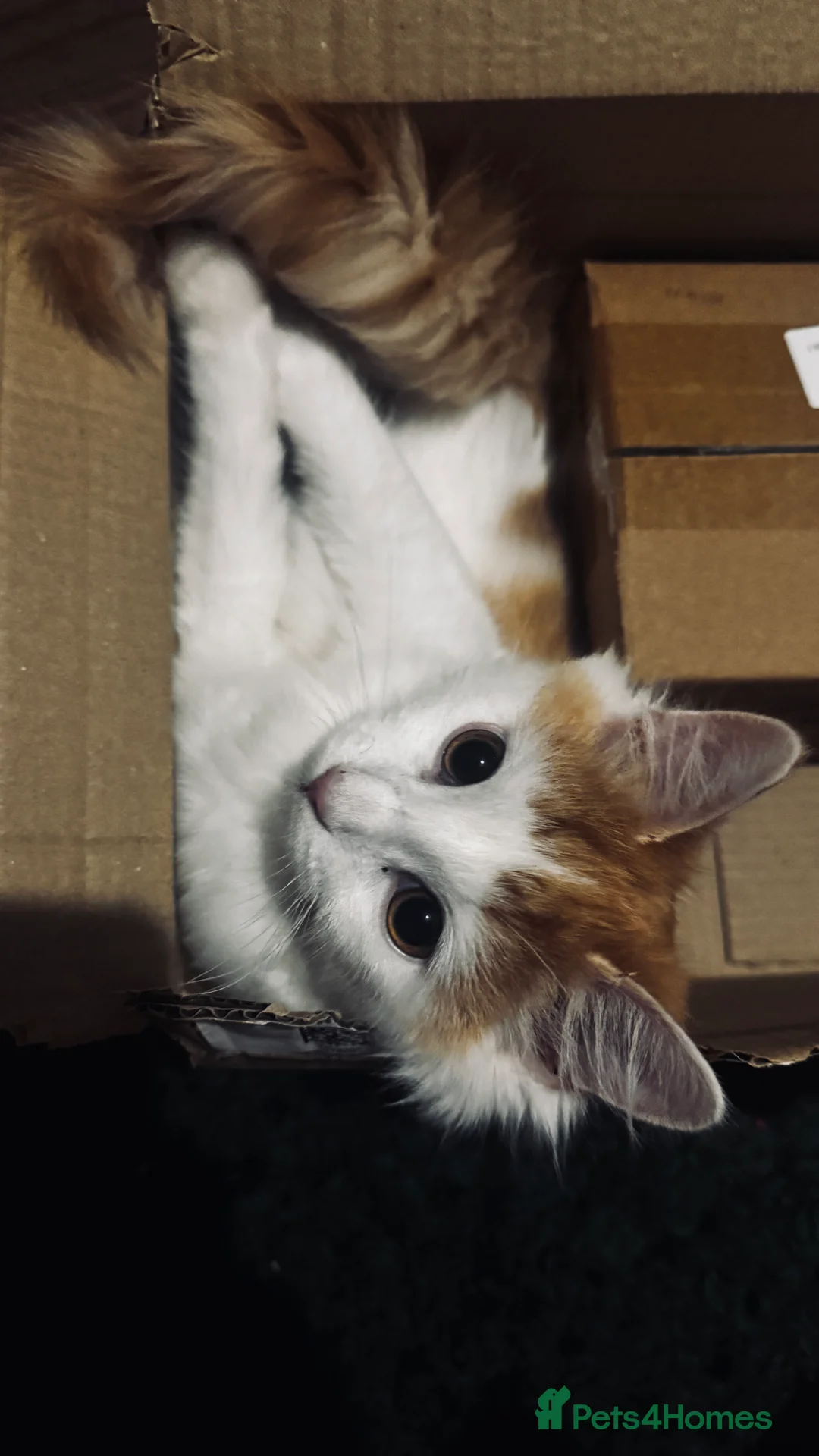 Mixed Breed cats for sale: Young male kitten looking for a loving home! - Advert 5