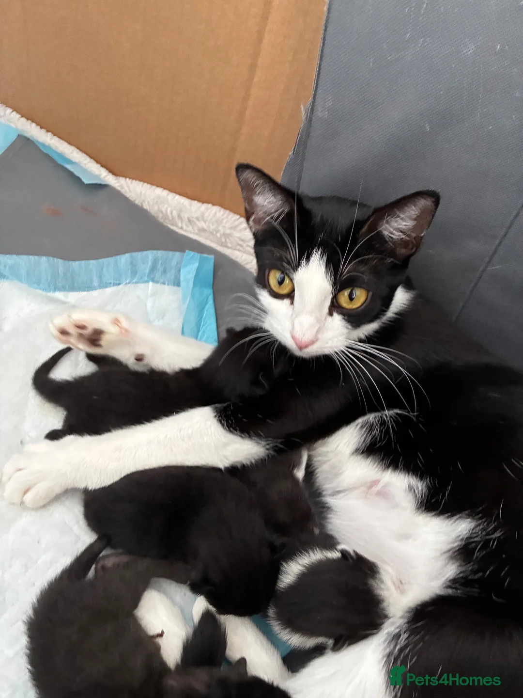 Domestic Shorthair cats for sale: 3 gorgeous kittens looking for forever homes 🤎🐾 - Advert 1