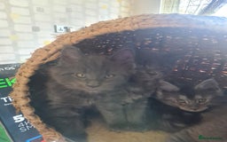 Maine Coon cats for sale: Maine Coon kittens  - Image 13