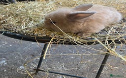 Lionhead rabbits for sale: Lion head x mini lop  - Image 19