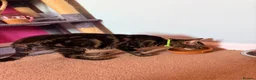 Mixed Breed cats for sale: Kittens for sale  - Advert 2