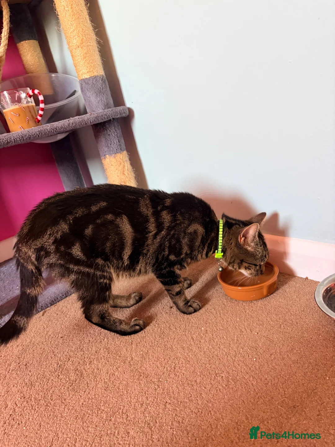 Mixed Breed cats for sale: Kittens for sale  - Advert 2