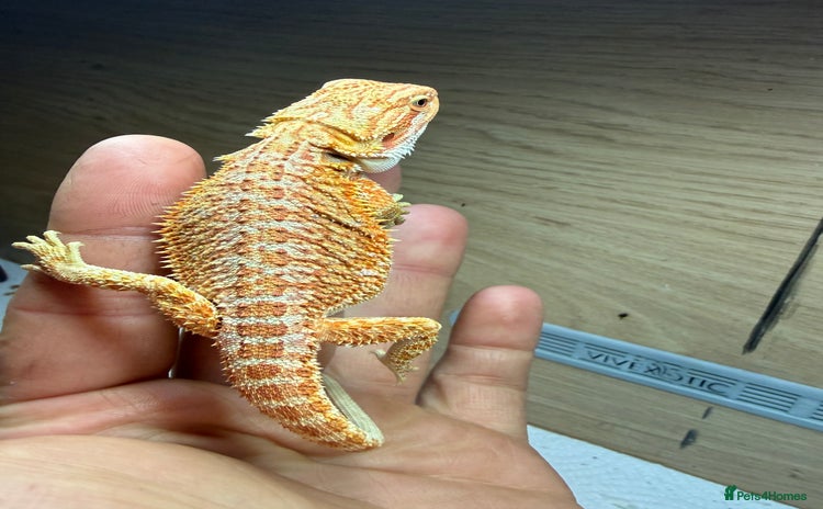 Bearded Dragon reptiles 🔥Last clutch🔥 Baby bearded dragons 🔥2 Left 🔥 - Advert 7