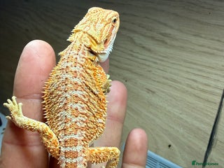 Bearded Dragon reptiles 🔥Last clutch🔥 Baby bearded dragons 🔥2 Left 🔥 - Advert 1