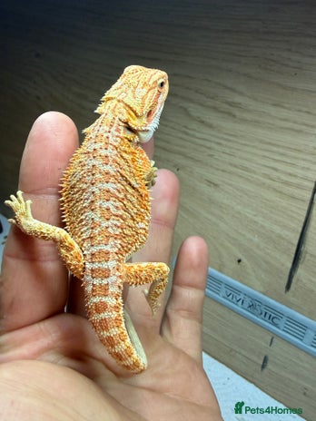 Bearded Dragon reptiles 🔥Last clutch🔥 Baby bearded dragons 🔥2 Left 🔥 - Advert 7