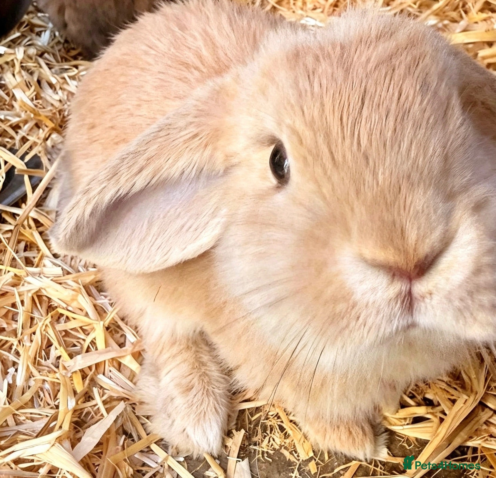 French Lop rabbits French lop x  - Advert 13