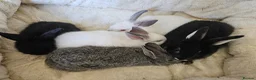 Californian rabbits for sale: Californian mix boys and girls - Advert 1