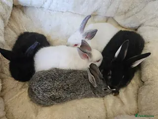 Californian rabbits Californian mix boys and girls - Advert 2