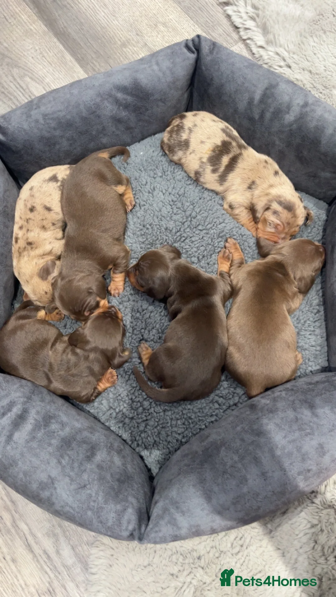 Dachshund dogs for sale: dashchund puppies in Weston-super-Mare - Advert 2