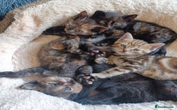Domestic Shorthair cats for sale: Stunning kittens for sale - Image 9