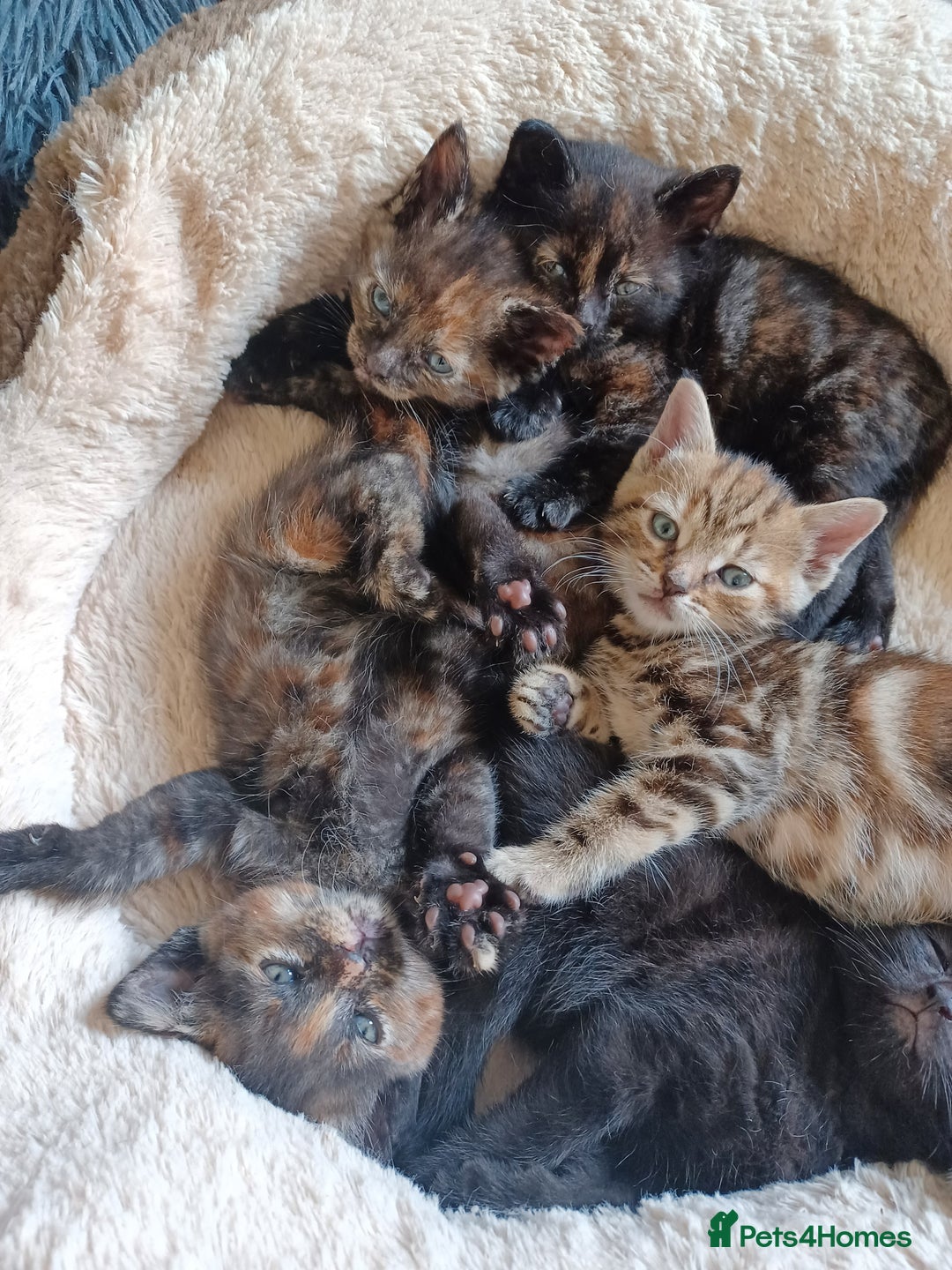 Domestic Shorthair cats for sale: Stunning kittens for sale - Image 9
