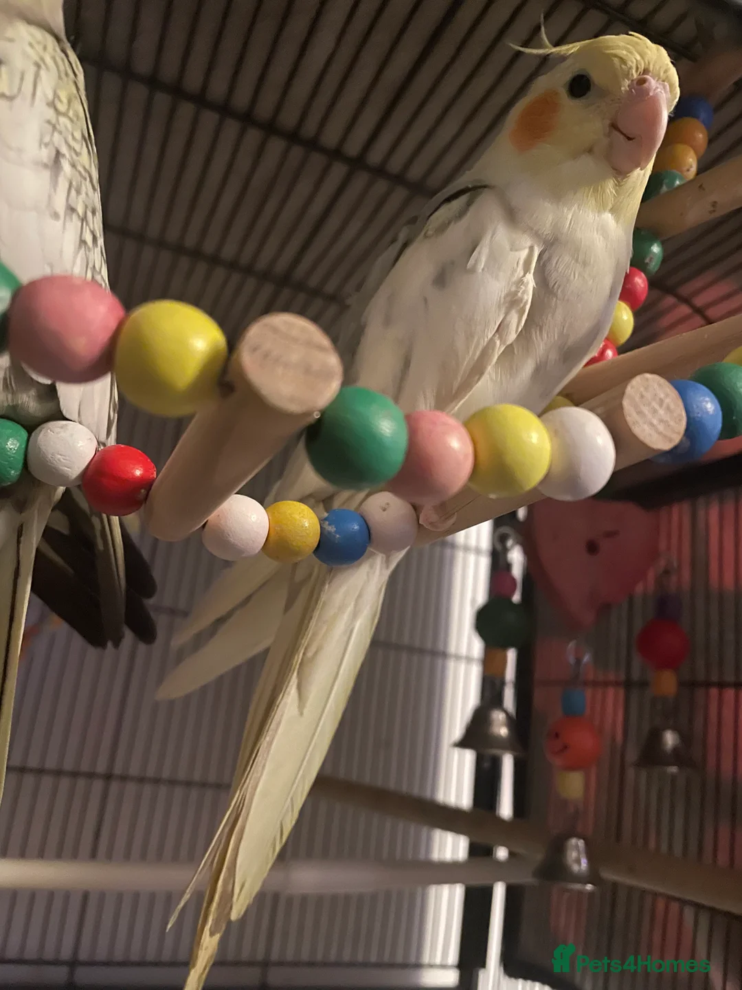 Cockatiels birds for sale: Baby cockatiels - Advert 3