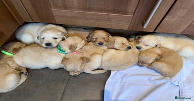 Golden Retriever dogs - Advert 14