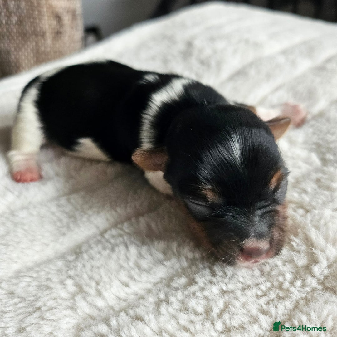Yorkshire Terrier dogs for sale: 5 szczeniąt York terrier (Biewer) - Image 10