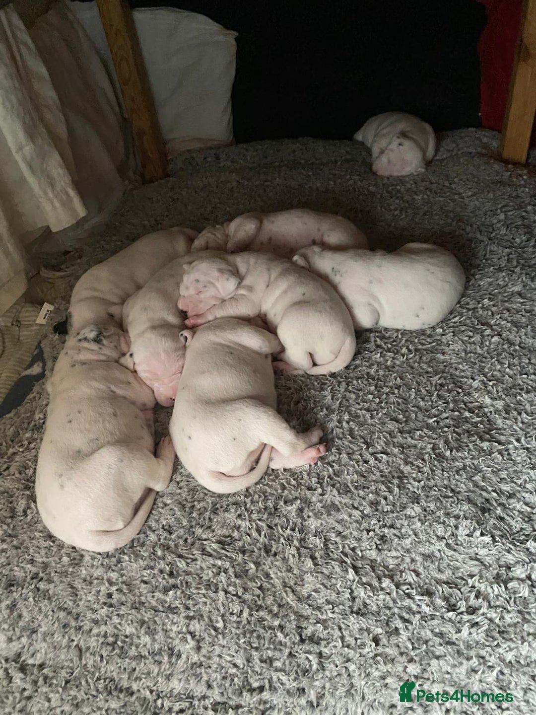 Dalmatian dogs for sale: Beautiful Dalmatian Puppies - Image 6