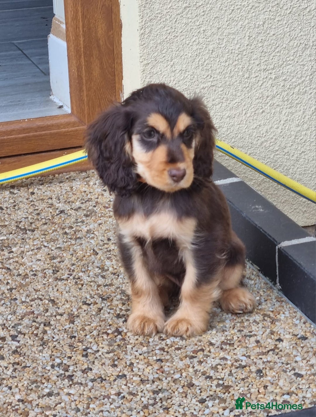 Cocker Spaniel dogs for sale: Gorgeous Chocolate & Sable Show Cocker Pups Ready - Image 27