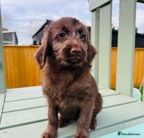 Labradoodle dogs - Advert 16